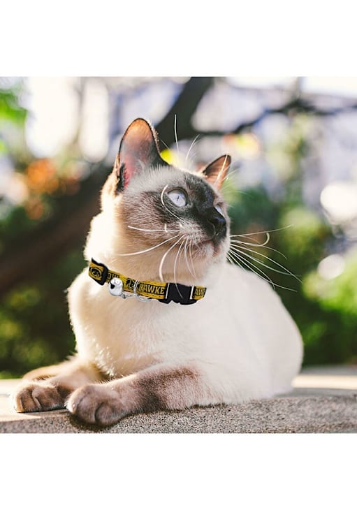 Iowa Hawkeyes BLACK Satin Cat Pet Collar