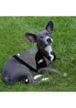 Philadelphia Eagles Team Logo Hoodie Pet T-Shirt