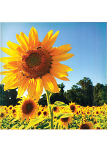 Kansas Sunflower Field Coaster