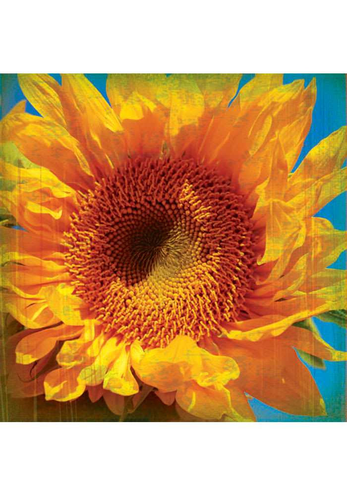 Kansas Sunflower Coaster