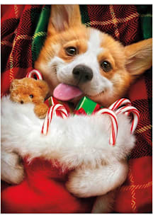 Local Gear CHRISTMAS STOCKING CORGI Card - Red
